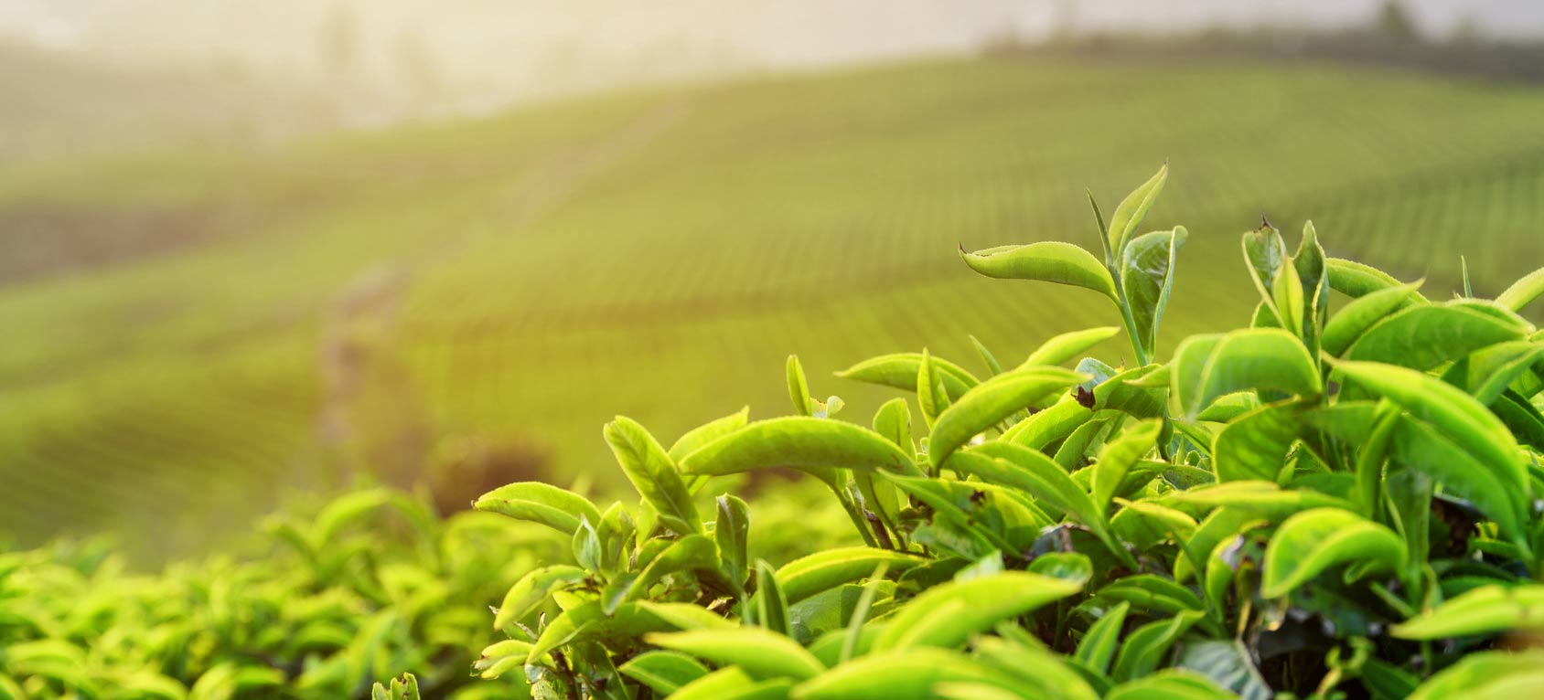 Eine Pflanze auf Jagd: Grüner Tee ist ein Radikalfänger